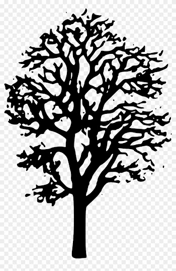 Maple Tree Black And White Clipart - Maple Tree Black And White