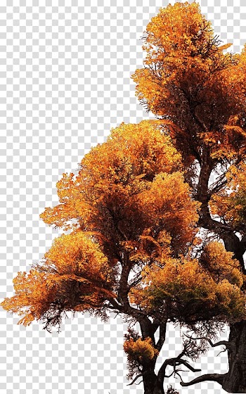 Maple Tree, Golden Tree transparent background PNG clipart