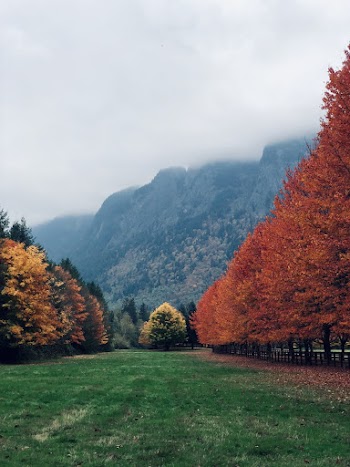 Maple Tree Near Mountain