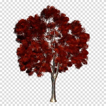 Maple Tree , Purple Tree transparent background PNG clipart