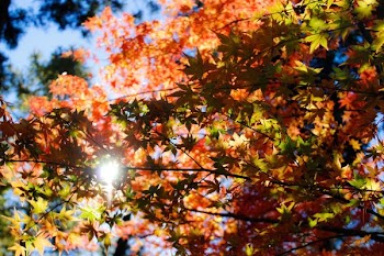 maple tree under clear skies at daytime