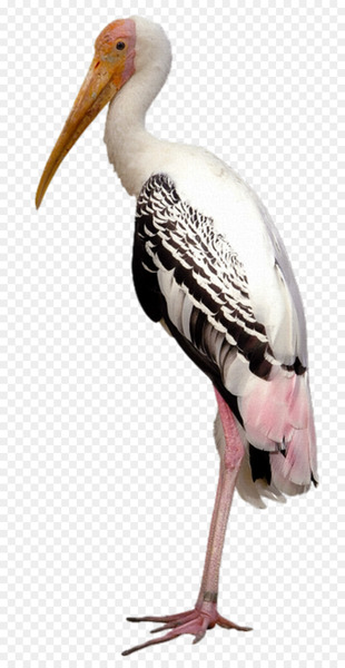 Marabou stork Painted stork Image Stock photography Royalty-free - painting 