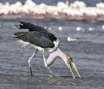 Marabou Stork Standing on Large Body of Water Selective Focus Photography