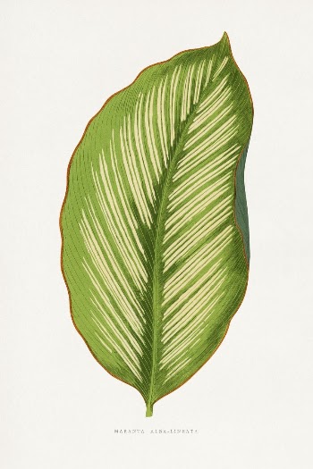 Maranta Alba Lineata leaf illustration | Free Photo Illustration - rawpixel
