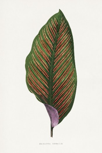 Maranta Begalis leaf illustration from Les | Free Photo Illustration - rawpixel