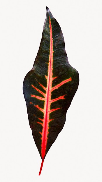 Maranta leaf isolated design  | Free Photo - rawpixel