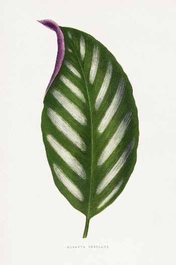 Maranta Porteana leaf illustration from Les | Free Photo Illustration - rawpixel