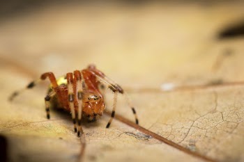 Marbled orb-weaver spider. Free public | Free Photo - rawpixel
