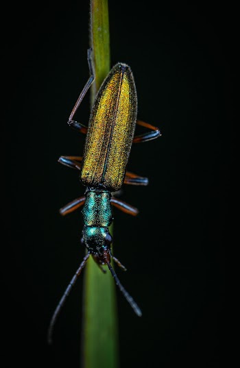 Marco Photography of Beetle
