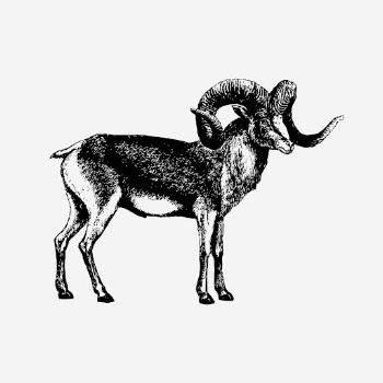 Marco polo sheep drawing, hand | Free Photo - rawpixel