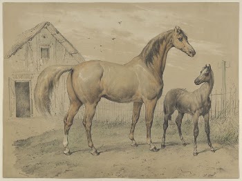 Mare and Foal | Free Photo - rawpixel