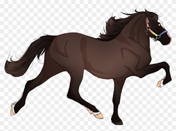 Mare Colour - Strawberry Roan Appaloosa