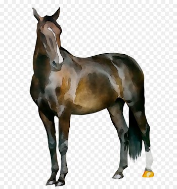 Mare Horses Dog Mustang -  