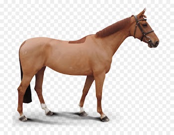 Mare, Mustang, Stallion, Horse, Vertebrate PNG