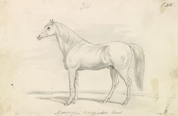 Marengo, Bonaparte's Arab by Charles | Free Photo - rawpixel