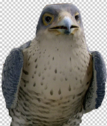 Margalo The Bird The Evil Falcon Snowbell Stuart Little PNG ...
