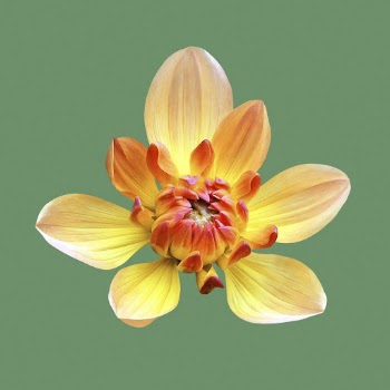 Margaret Haggo dahlia, flower clipart | Free Photo - rawpixel