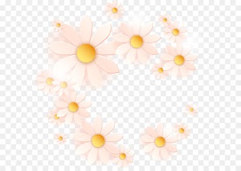 Margarita Drawing Common daisy - White chrysanthemum 