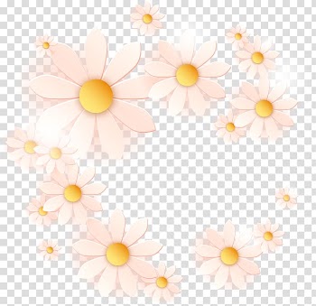 Margarita Drawing Common daisy, White chrysanthemum transparent background PNG clipart