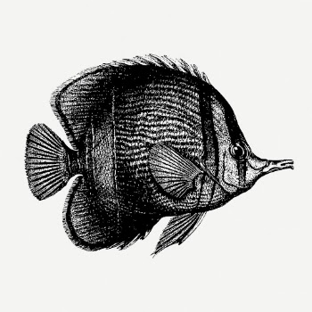 Margined coralfish drawing, sea animal | Free PSD - rawpixel