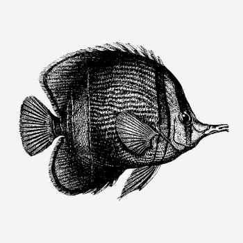 Margined coralfish drawing, vintage sea | Free Photo - rawpixel