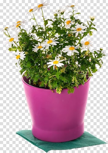 Marguerite daisy Cut flowers Annual plant Plants, argyranthemum frutescens transparent background PNG clipart