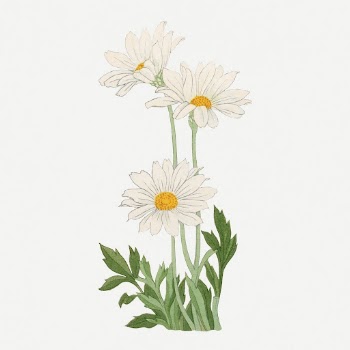 Marguerite flower collage element, vintage | Free PSD Illustration - rawpixel