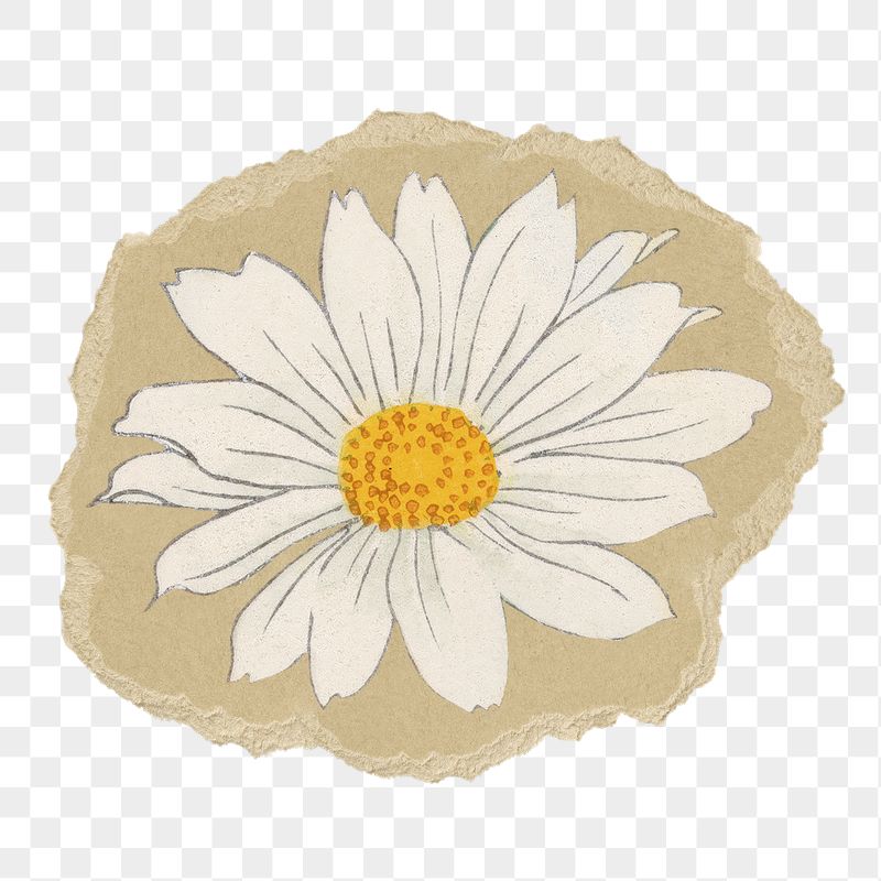 Marguerite flower png sticker, ripped | Free PNG Illustration - rawpixel