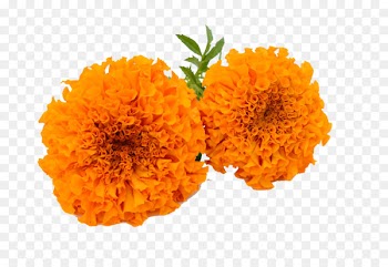 Marigold Calendula officinalis Clip art - Marigold PNG HD 