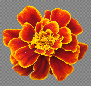 Marigold Clipart