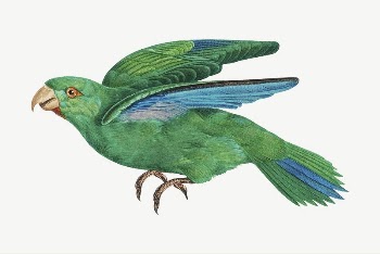 Marigold parakeet parrot bird, vintage | Free PSD Illustration - rawpixel