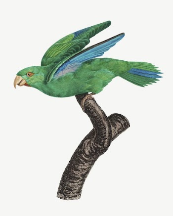 Marigold parakeet parrot bird, vintage | Free PSD Illustration - rawpixel