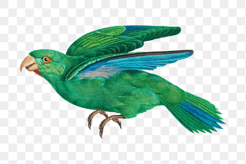 Marigold parakeet parrot png bird | Free PNG Illustration - rawpixel