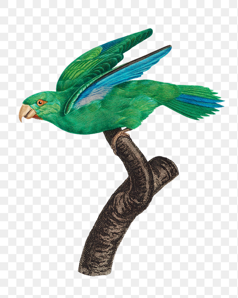 Marigold parakeet parrot png bird | Free PNG Illustration - rawpixel