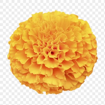 Marigold png, flower sticker, transparent | Free PNG - rawpixel