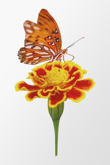 Marigold with butterfly, collage element | Free PSD - rawpixel