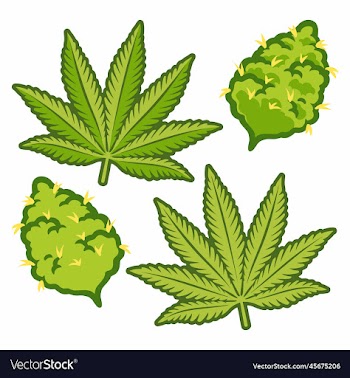 marijuana buds cannabis design