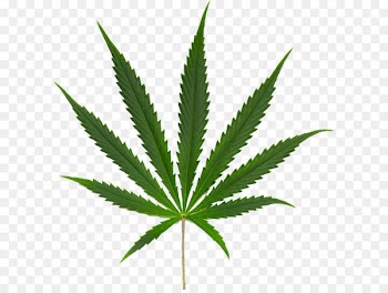 Marijuana Cannabis ruderalis Cannabis sativa subsp. indica Cannabis smoking - Cannabis PNG 