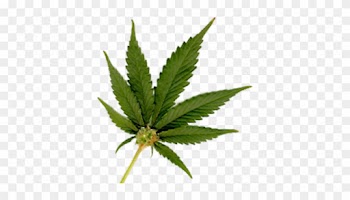 Marijuana Leaf Bud