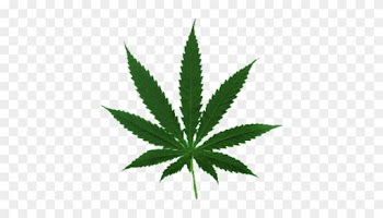 Marijuana Leaf - Cannabis Leaf