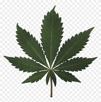 Marijuana Leaf High Res