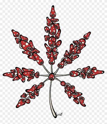 Marijuana Leaf Made Of Mushrooms - Cannabis