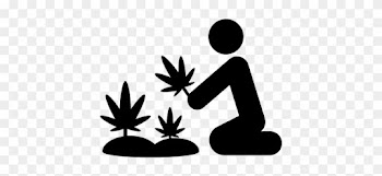 Marijuana Plants Vector - Tree Plantation Icon