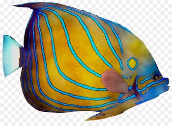 Marine biology Cobalt blue Fish -  