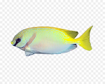 Marine Biology, Coral Reef Fish, Coral Reef, Fish, Pomacentridae PNG