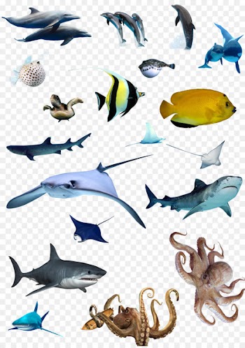 Marine biology Download - Ocean fish 