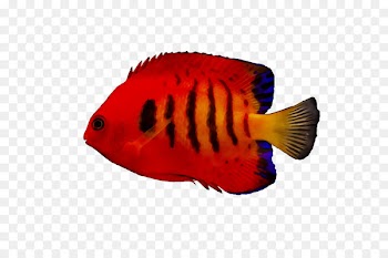 Marine biology Fish RED.M -  