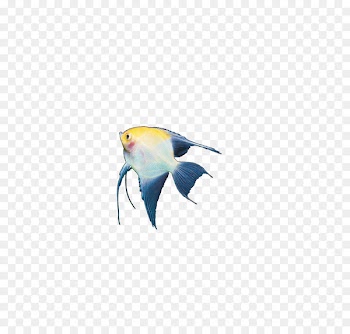 Marine biology Marine mammal Fin Fish Beak - Insects, fish 