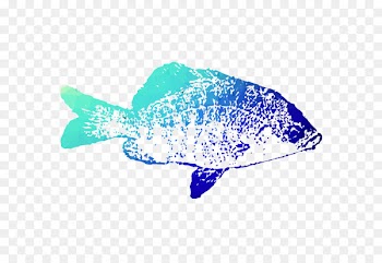 Marine biology Marine mammal Font Turquoise -  