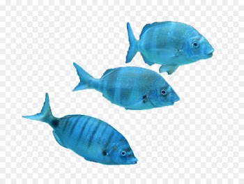 Marine biology Tropical fish Coral reef fish - Tropical Fish 